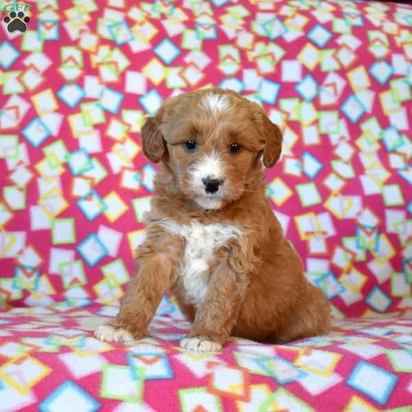 Foxy, Mini Goldendoodle Puppy
