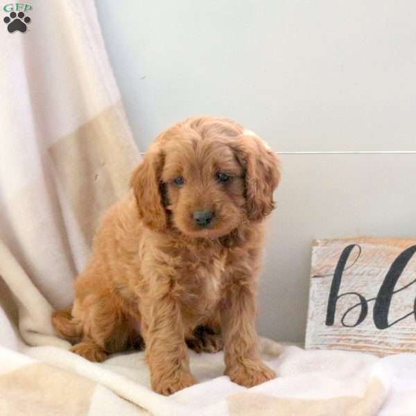 Frankie, Cavapoo Puppy