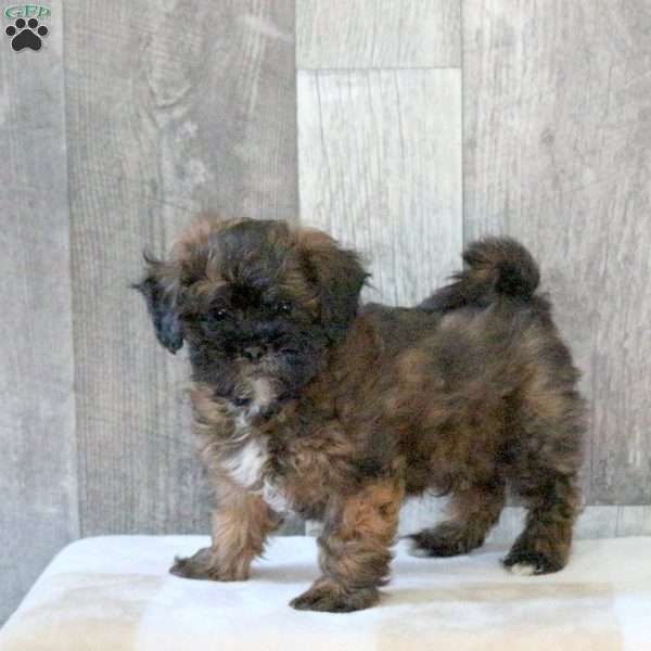 Frankie, Shih-Poo Puppy
