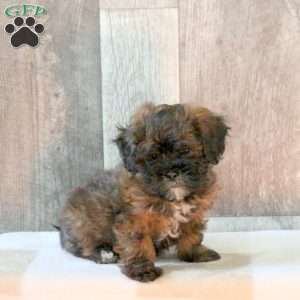 Frankie, Shih-Poo Puppy
