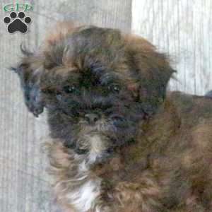 Frankie, Shih-Poo Puppy