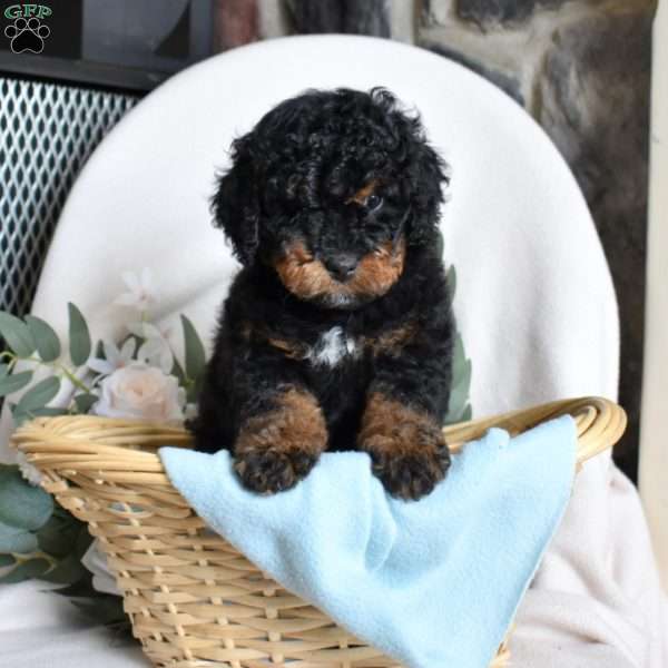 Franklin, Mini Bernedoodle Puppy