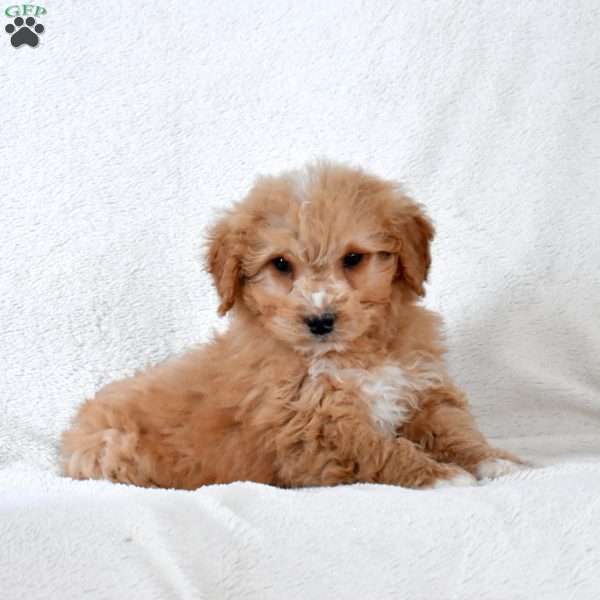 Franklin, Mini Goldendoodle Puppy