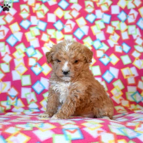 Franklin, Mini Goldendoodle Puppy