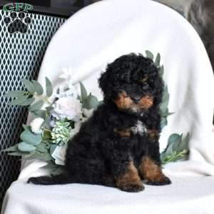 Franklin, Mini Bernedoodle Puppy