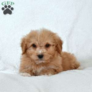 Franklin, Mini Goldendoodle Puppy