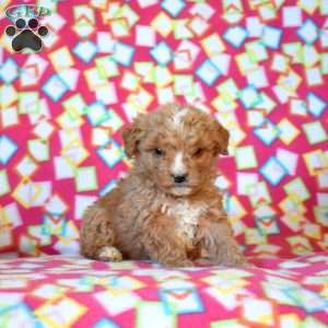 Franklin, Mini Goldendoodle Puppy