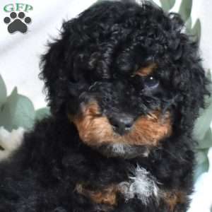 Franklin, Mini Bernedoodle Puppy