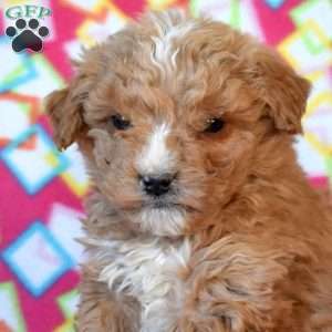 Franklin, Mini Goldendoodle Puppy