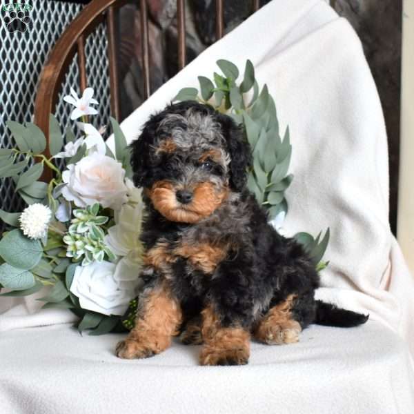 Freckles, Mini Bernedoodle Puppy