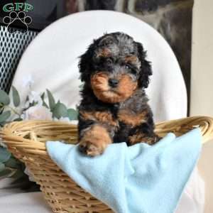 Freckles, Mini Bernedoodle Puppy