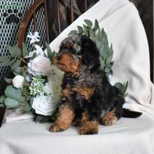 Freckles, Mini Bernedoodle Puppy