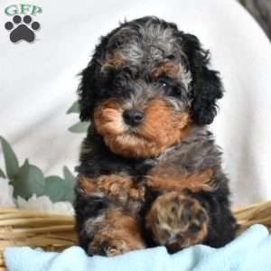 Freckles, Mini Bernedoodle Puppy