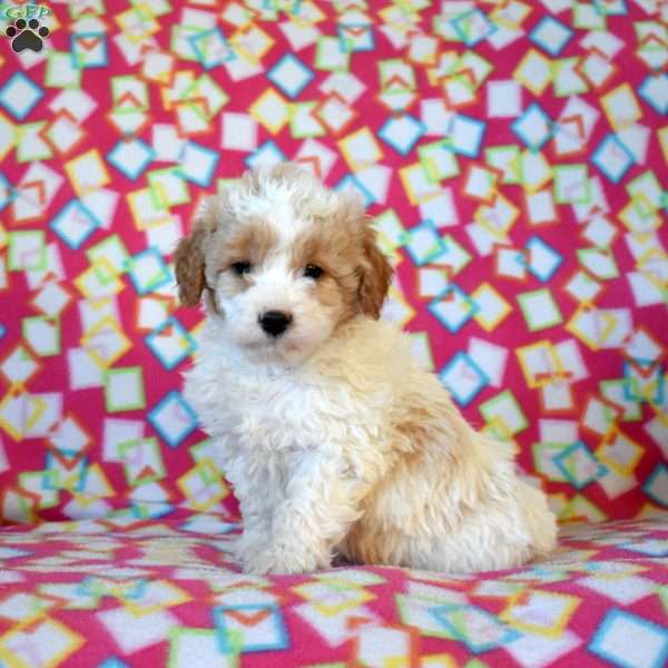 Fred, Mini Goldendoodle Puppy