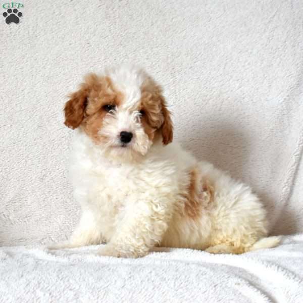 Fred, Mini Goldendoodle Puppy