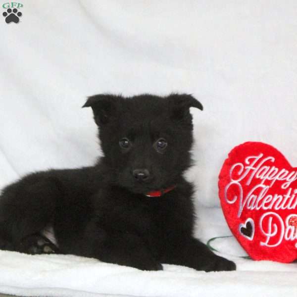 Fred, German Shepherd Puppy