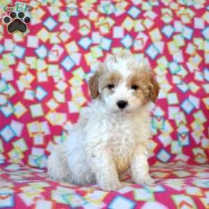 Fred, Mini Goldendoodle Puppy