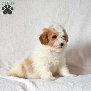 Fred, Mini Goldendoodle Puppy