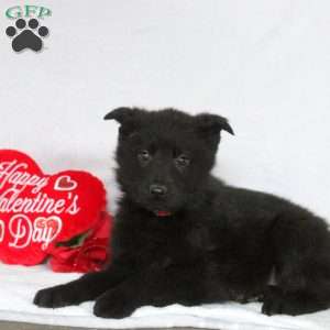 Fred, German Shepherd Puppy