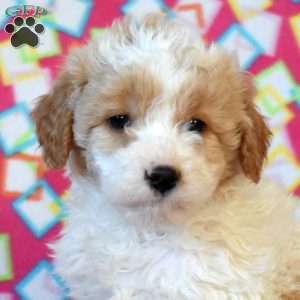 Fred, Mini Goldendoodle Puppy