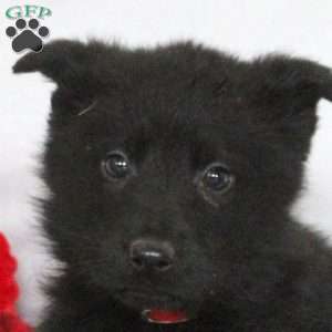 Fred, German Shepherd Puppy