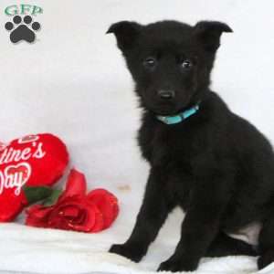 Freya, German Shepherd Puppy