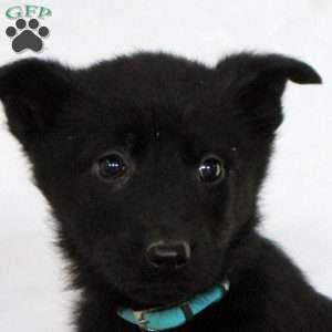 Freya, German Shepherd Puppy