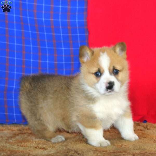 Fritz, Pembroke Welsh Corgi Puppy