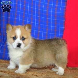 Fritz, Pembroke Welsh Corgi Puppy