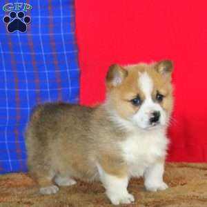 Fritz, Pembroke Welsh Corgi Puppy