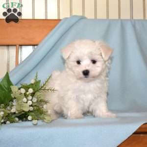 Frosty, Maltese Puppy