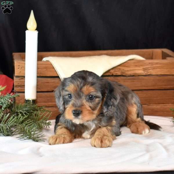 Gabby, Cavapoo Puppy