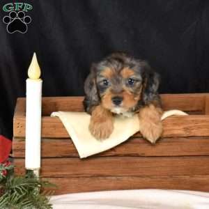 Gabby, Cavapoo Puppy