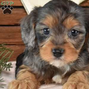 Gabby, Cavapoo Puppy