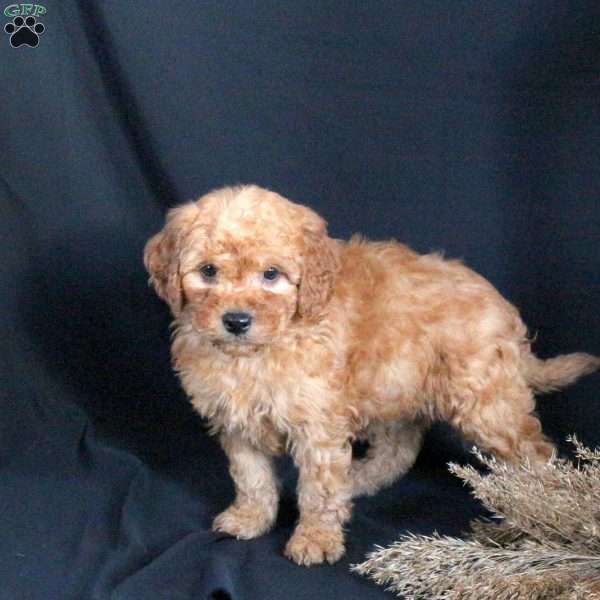 Gabe, Mini Goldendoodle Puppy