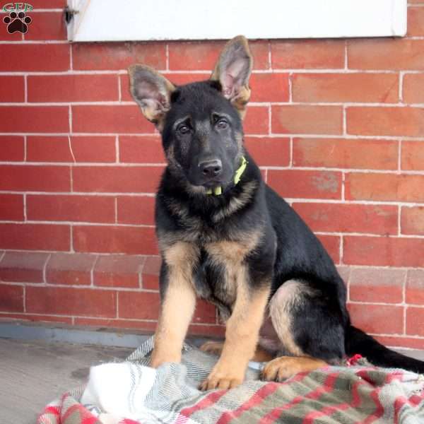 Gabe, German Shepherd Puppy