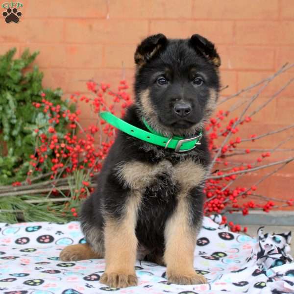 Gabe, German Shepherd Puppy