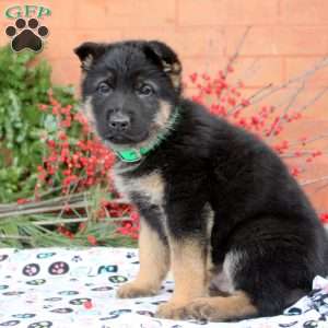 Gabe, German Shepherd Puppy