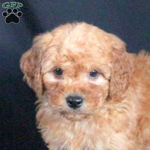 Gabe, Mini Goldendoodle Puppy