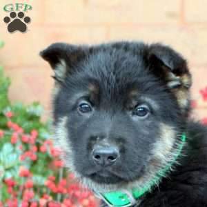 Gabe, German Shepherd Puppy