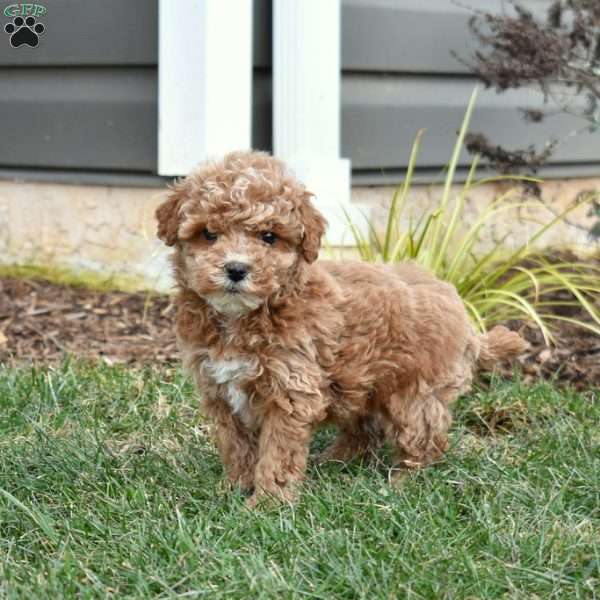 Gabi, Mini Goldendoodle Puppy