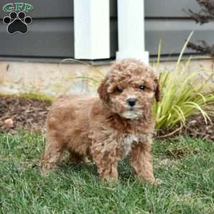 Gabi, Mini Goldendoodle Puppy