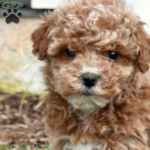 Gabi, Mini Goldendoodle Puppy
