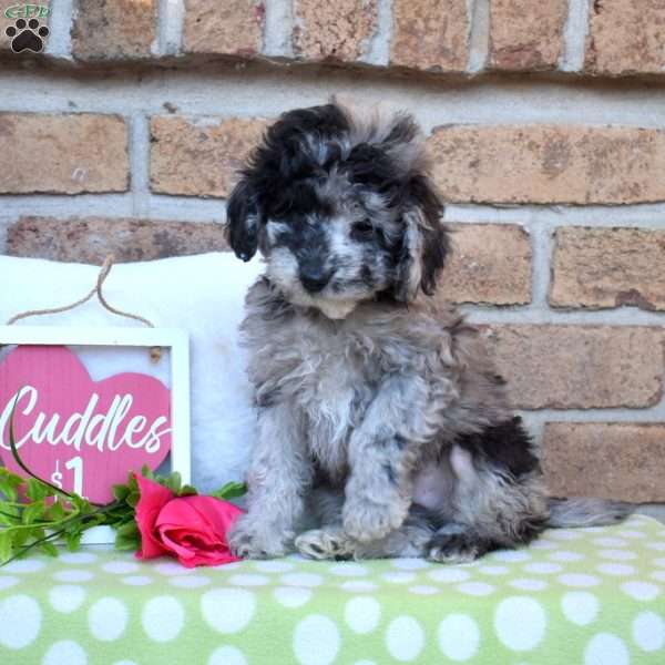 Gadget, Miniature Poodle Puppy