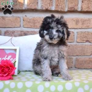 Gadget, Miniature Poodle Puppy
