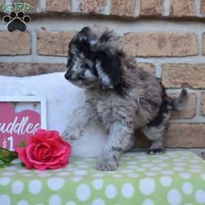 Gadget, Miniature Poodle Puppy