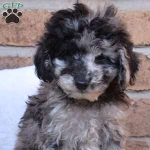 Gadget, Miniature Poodle Puppy