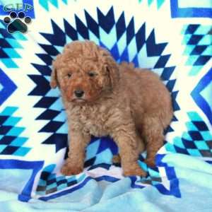 Gage, Miniature Poodle Puppy