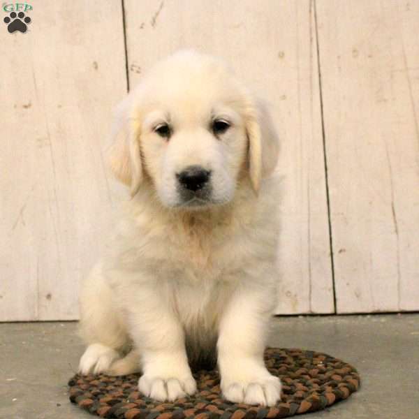 Gary, English Cream Golden Retriever Puppy