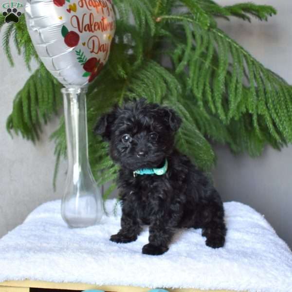 Gary, Yorkie Poo Puppy